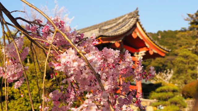 清水寺のしだれ桜