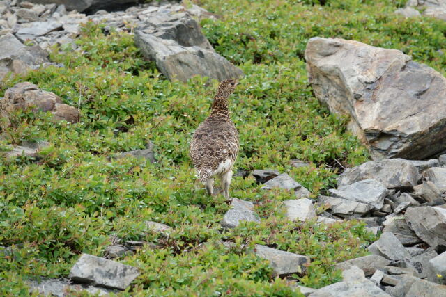 蝶ヶ岳のママ雷鳥