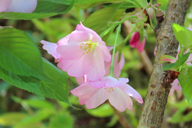 三徳桜