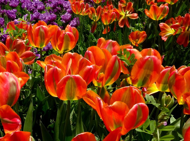 鮮やかなチューリップの花