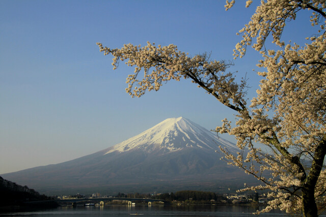 河口湖桜