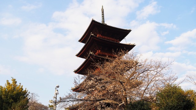 池上本門寺の桜