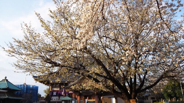 池上本門寺の桜