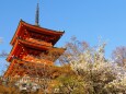 清水寺の桜