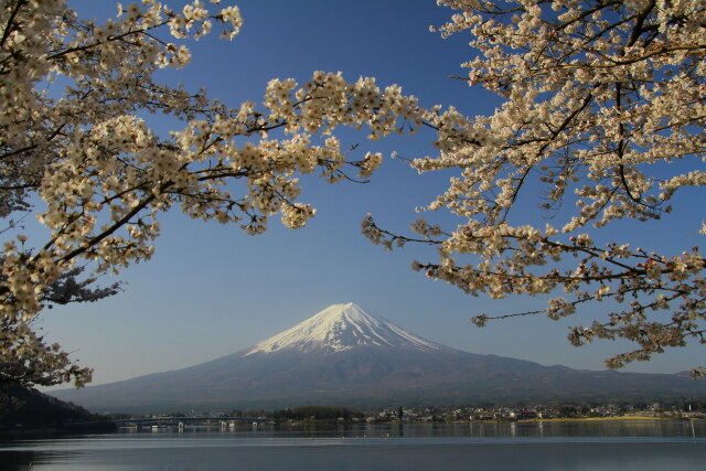 河口湖桜まつり