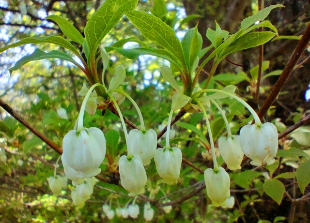 春の花