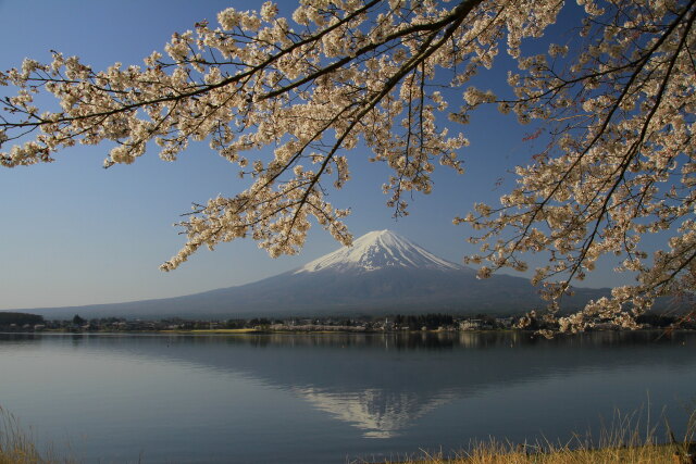 逆さ富士に満開の桜