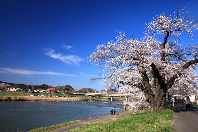 白石川堤一目千本桜