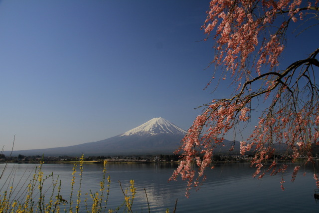 しだれ桜&富士山