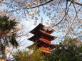 池上本門寺の桜