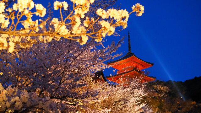 清水寺の夜桜