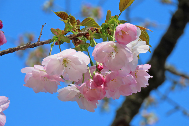 三徳桜 2