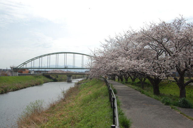 春です！桜です 2024年