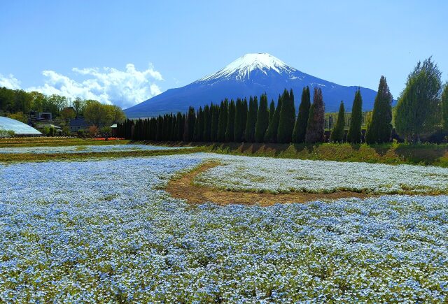 山中湖花の都公園