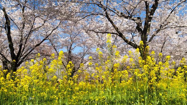 平野神社の桜と菜の花