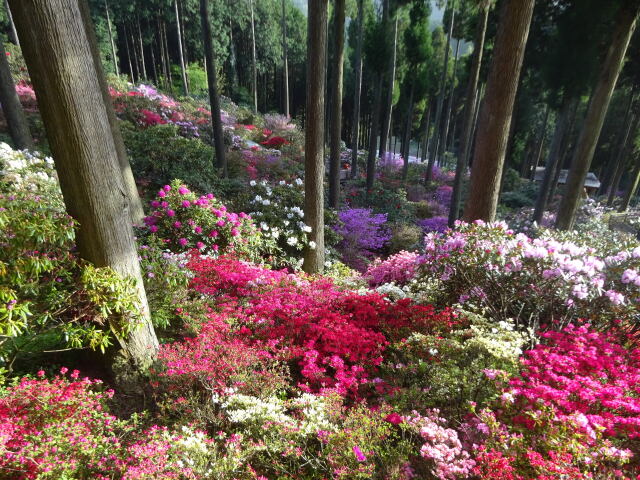 斜面に広がる織りなす花