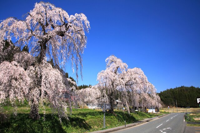 春の平泉