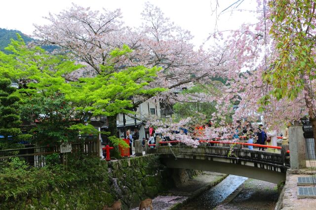 春の宮島