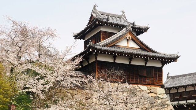 郡山城の桜