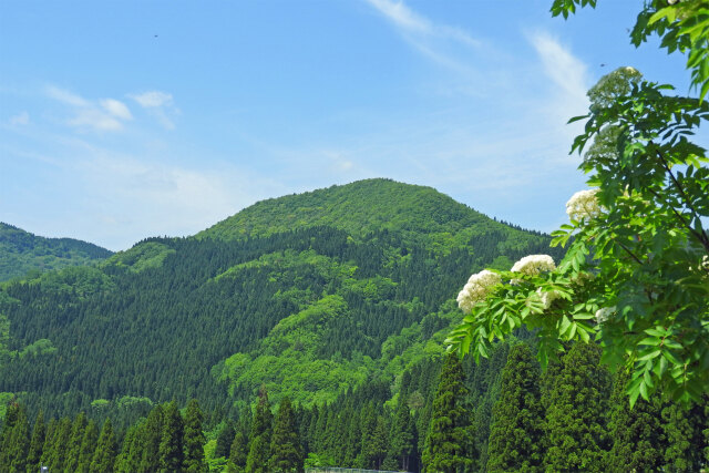 新緑の山 ナナカマドの花