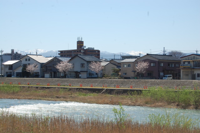 春です！桜です 2024年