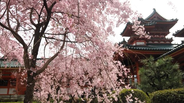 平安神宮のしだれ桜