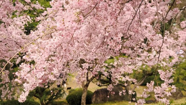 平安神宮のしだれ桜