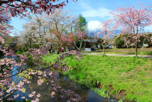 忍野八海