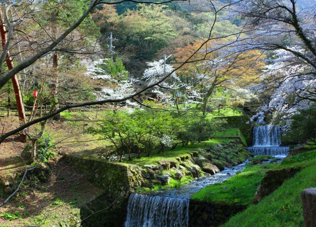 春の養老公園