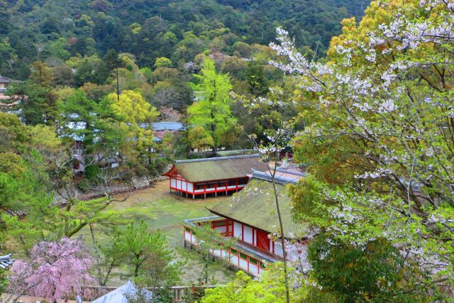 春の厳島神社