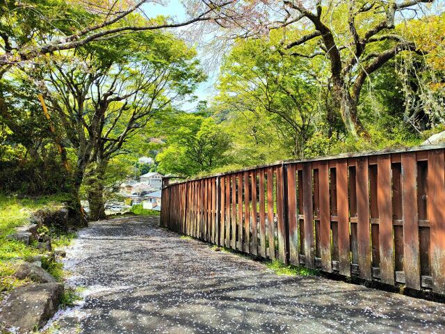 新緑と桜じゅうたん