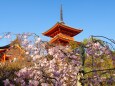 清水寺の桜