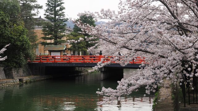 岡崎疏水の桜