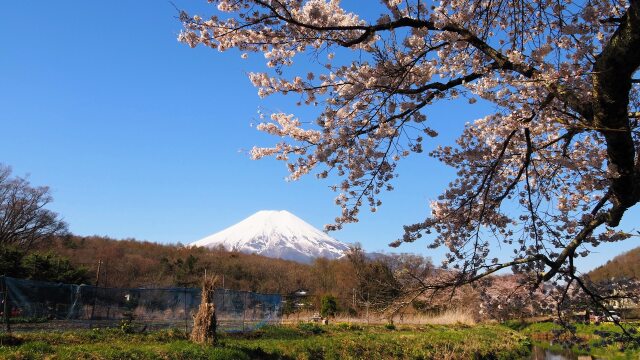 忍野村の桜と富士山