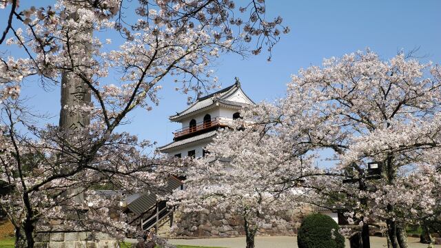 白石城の桜