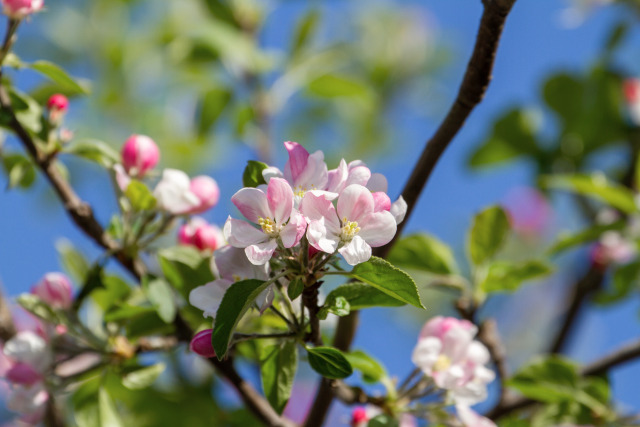 青りんごの花