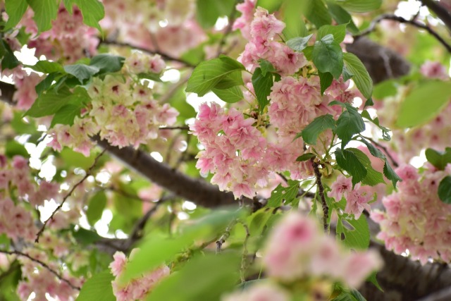 ウコン桜