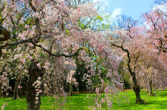 桜の平安神宮