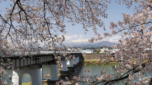 白石川堤の桜