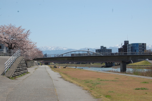 春です！桜です 2024年