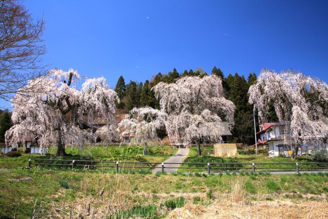 春の平泉 