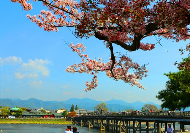 春の渡月橋