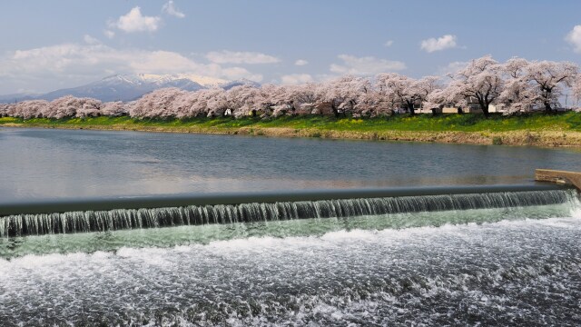 白石川堤の桜