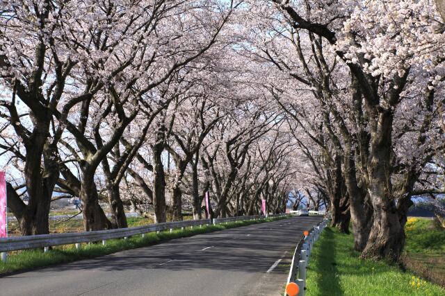 みなみかた千本桜