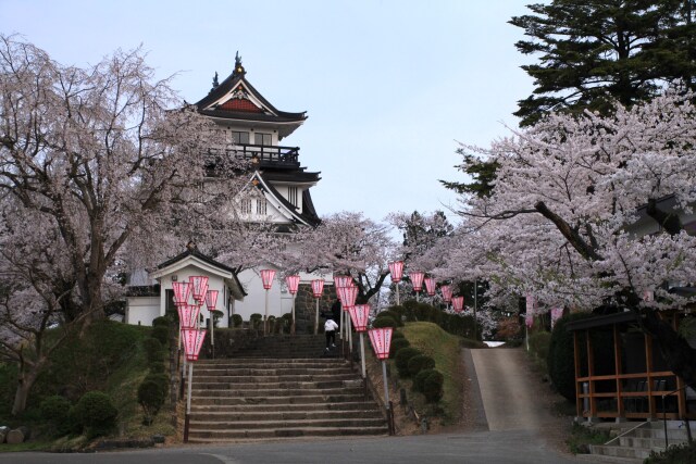 横手公園の桜