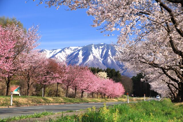 小岩井農場と岩手山