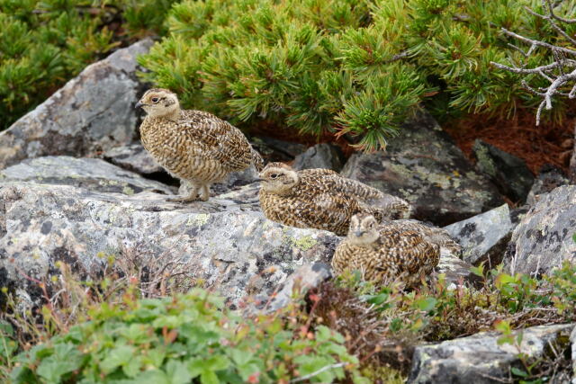 蝶ヶ岳のチビ雷鳥2