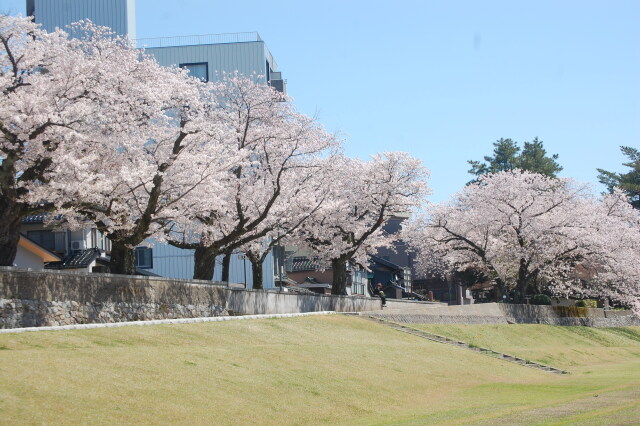 春です！桜です 2024年