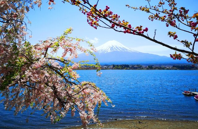 春の河口湖