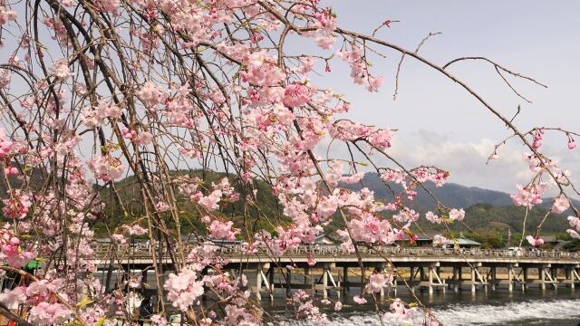 嵐山のしだれ桜